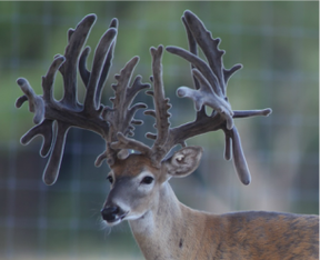 Double Down Breeder Buck For Sale