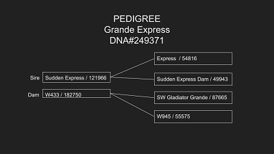 Grande Express Pedigree