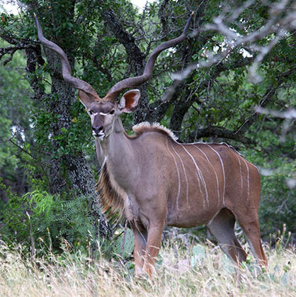 Wide Kudu Bull