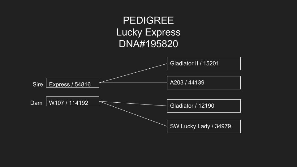 Lucky Express Pedigree
