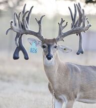 Ranger Breeder Buck