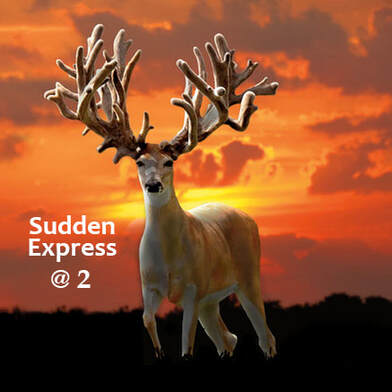 Sudden Express Whitetail Buck