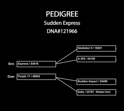 Sudden Express Pedigree